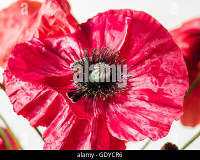 Belle fleur de pavot en velours. Un plan macro. Banque D'Images