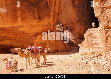 Parfaitement assorti aux chameaux sandtones colorés de Petra, Jordanie Banque D'Images