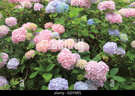 Hydrangea macrophylla, beaucoup de fleurs avec des couleurs différentes dans une seule usine. Photo par Willy Matheisl Banque D'Images