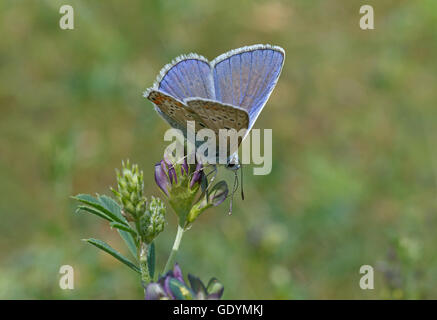 Papillon bleu commun sur les fleurs sauvages Banque D'Images