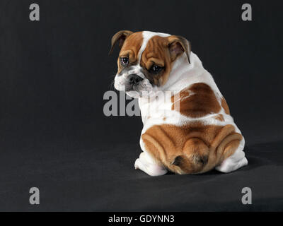Chiot Bouledogue anglais looking over Shoulder sur fond noir. Banque D'Images