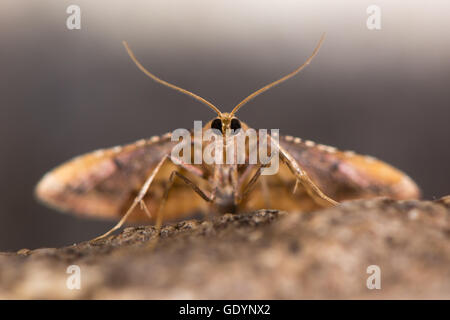 Endotricha flammealis micro lépidoptère de front. Une espèce de la famille des Pyralidae sur le point de prendre son envol, avec des antennes et des yeux composés Banque D'Images