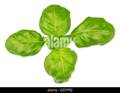 Feuilles d'herbes basilic vert isolé sur fond blanc Banque D'Images