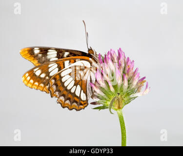 Un amiral de Lorquin (Limenitis lorquini) papillon, le long de la rivière Metolius dans l'Oregon Cascade Mountains près de Sœurs, Orego Banque D'Images