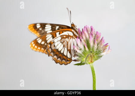 Un amiral de Lorquin (Limenitis lorquini) papillon, le long de la rivière Metolius dans l'Oregon Cascade Mountains près de Sœurs, Orego Banque D'Images