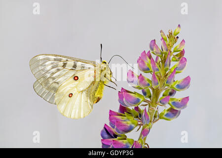 Un Américain, papillon Apollon Parnassius apollo, à la recherche d'un nectar de lupin sauvage sur la rivière Metolius près du Camp Sherman Banque D'Images