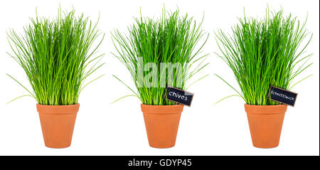Rangée d'herbes ciboulette en pot isolé sur fond blanc Banque D'Images