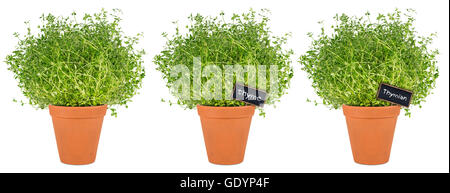 Rangée de thym herbes en pots isolé sur fond blanc Banque D'Images