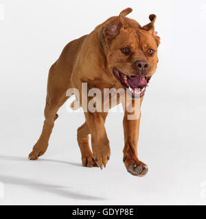 Puppy Love ! Banque D'Images