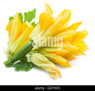 Fleurs de courgettes sur un fond blanc. Banque D'Images