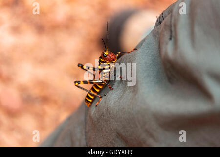 Close-up of a Lubber Grasshopper (Romalea guttata), Parc national Canaima, Venezuela Banque D'Images