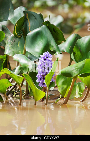 Close-up de jacinthe d'eau (Eichhornia crassipes) fleur, Orinoco Delta, Venezuela Banque D'Images