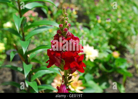 Snapdragon Antirrhinum majus, fleur Banque D'Images