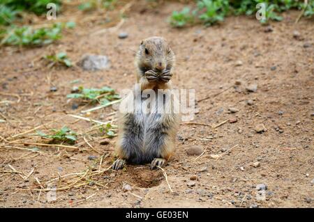 Prairie dog sitting dans la terre Banque D'Images