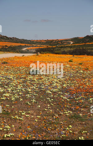 Route de gravier sinueuses au milieu de fleurs sauvages aux couleurs vives pendant la saison des pluies de Namaqualand près de Kamieskroon, Northern Cape, Afrique du Sud Banque D'Images