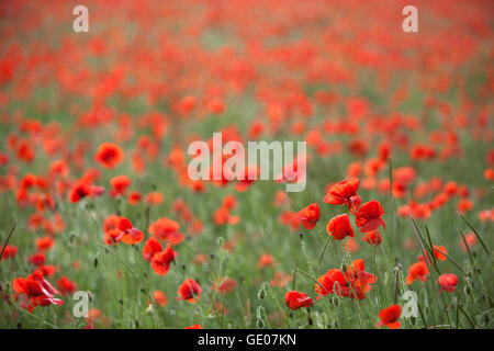 Domaine de coquelicots rouges, Chipping Campden, Cotswolds, Gloucestershire, Angleterre, Royaume-Uni, Europe Banque D'Images