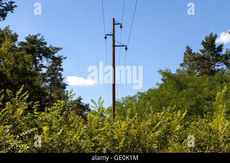 Poteau de téléphone dans une forêt Banque D'Images