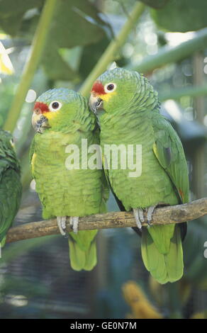 Les oiseaux tropicaux dans la ville de Copan au Honduras en Amérique centrale, Banque D'Images