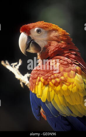 Les oiseaux tropicaux dans la ville de Copan au Honduras en Amérique centrale, Banque D'Images