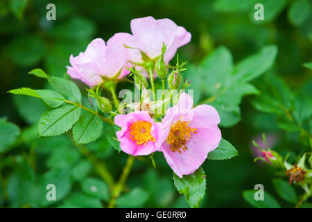 Rosa rubiginosa. Wild Rose fleurs rose sur green bush en jardin d'été Banque D'Images