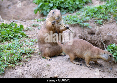 Prairie dog sitting dans la terre Banque D'Images