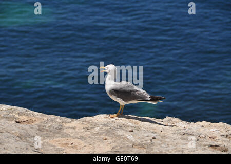 Une mouette de soleil tout en admirant la vue de Praia da Marinha. Banque D'Images