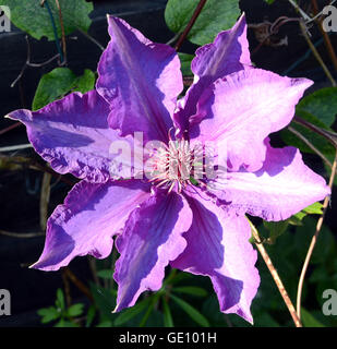 Fleur de Clématite bleue. Banque D'Images