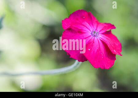 Belle Silene coronaria fleur Banque D'Images