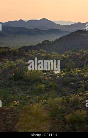 Géographie / voyages, USA, Arizona, vallée de l'AJO, tuyau d'Organe National Monument, Arizona, No-Exclusive-Utilisation Banque D'Images