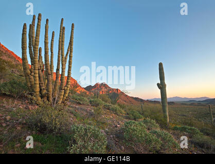 Géographie / voyages, USA, Arizona, Lukeville, tuyau d'Organe National Monument, Arizona, No-Exclusive-Utilisation Banque D'Images