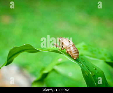 Cigale shell sur l'arbre. Banque D'Images