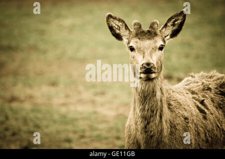 Portrait de Red Deer Banque D'Images