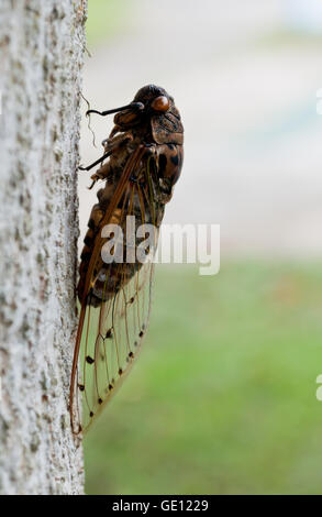 Cigale insecte sur l'arbre. Banque D'Images