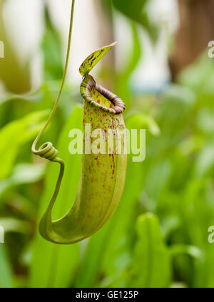 Une plante carnivore Nepenthes sur fond blanc Banque D'Images