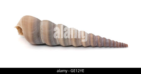 Sea Shell isolated on white. Banque D'Images