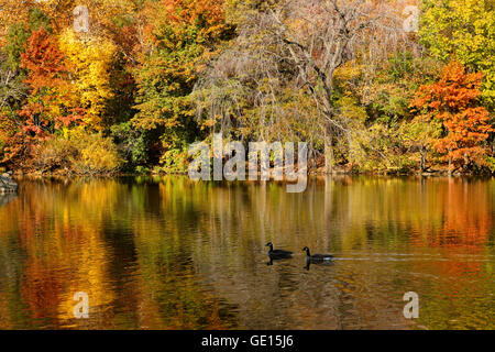 Tôt le matin d'automne dans la région de Central Park au lac avec feuillage coloré dans la lumière du soleil. New York City Banque D'Images