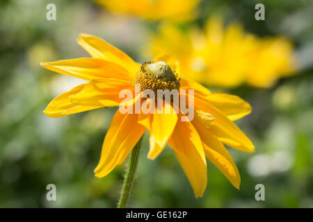 Rudbeckia hirta , fleur jaune l'été - l'été indien Banque D'Images