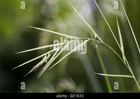 (Bromopsis brome poilue ramosa) herbe en fleur. Panicules lâches hocher de hautes herbes velues dans la famille des Poacées Banque D'Images