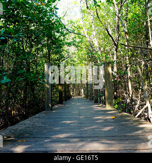 Mangrove forestière et l'allée vue ver à chantaburi, Thaïlande Banque D'Images