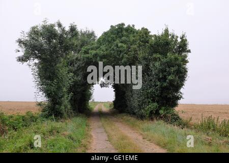 Route à travers les arbres de roue, Niort, France Banque D'Images