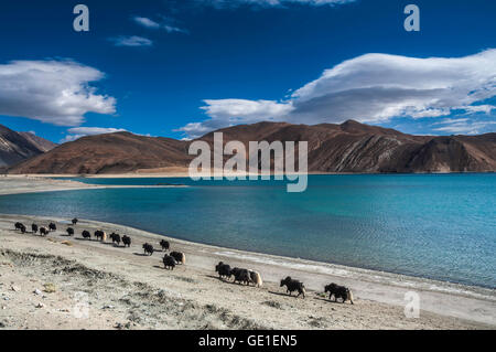 Caravane de yaks près de Pangong Tso, Ladakh, Inde Banque D'Images