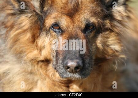 Portrait de berger allemand Banque D'Images