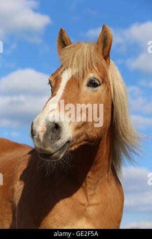 Portrait cheval Haflinger Banque D'Images