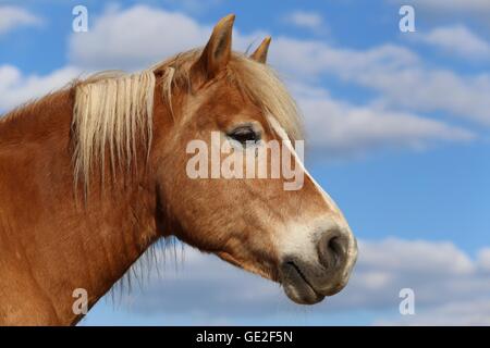 Portrait cheval Haflinger Banque D'Images