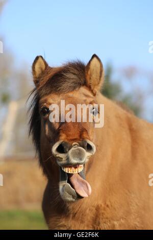 Portrait cheval islandais Banque D'Images