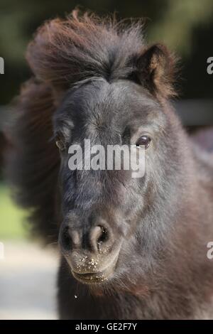 Mini poney Shetland Portrait Banque D'Images