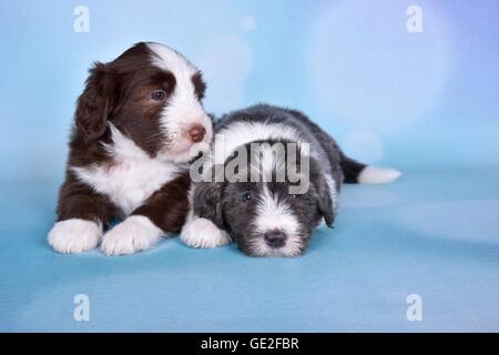 Bearded Collie Puppies Banque D'Images