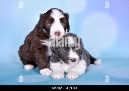 Bearded Collie Puppies Banque D'Images
