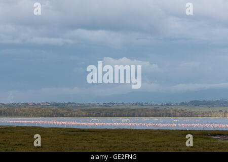 Le lac Nakuru au Kenya passe au rose avec les fuligules et les flamants roses la Great Rift de cendres volcaniques Banque D'Images