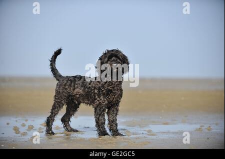 Labradoodle Banque D'Images